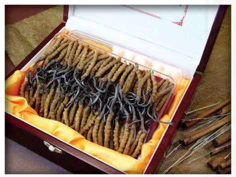 察哈尔右翼前冬虫夏草回收